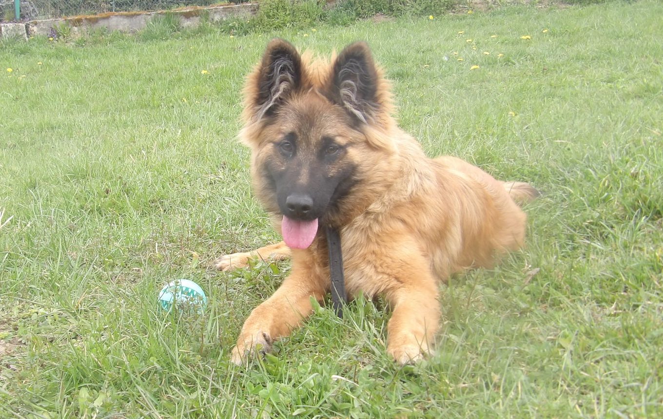 Argo