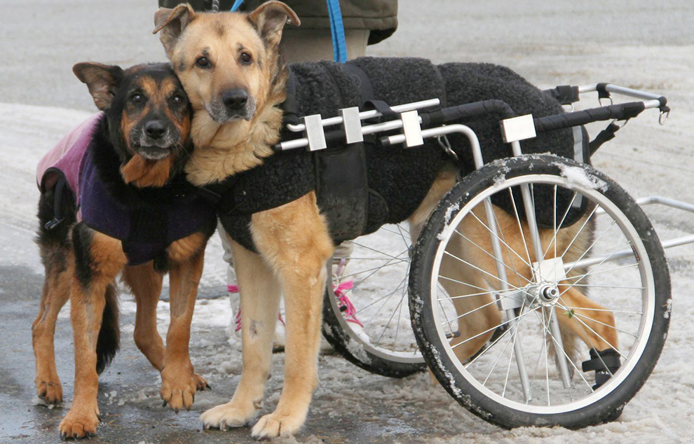 Wolontariusze z Psiej Ekipy