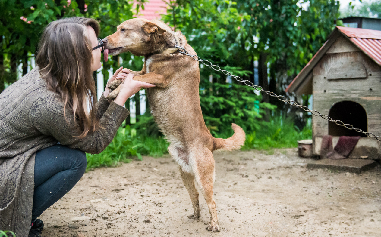 Interwencja Psiej Ekipy