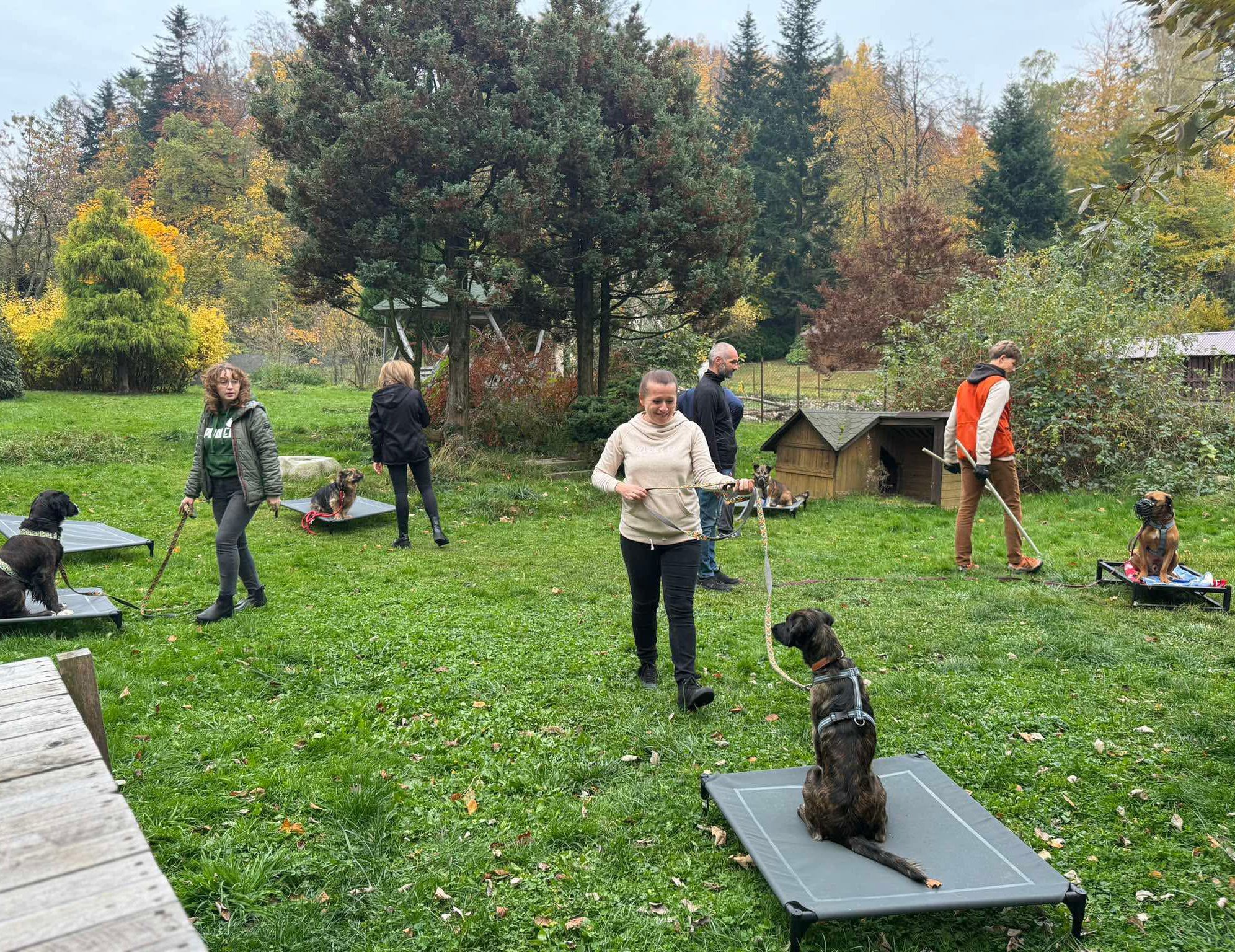 Zespół Psiej HAU-py